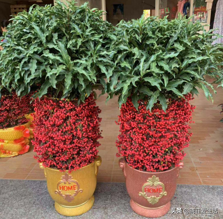 代表财源滚滚的花名