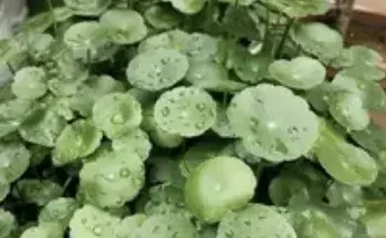 家庭常用花卉有哪些