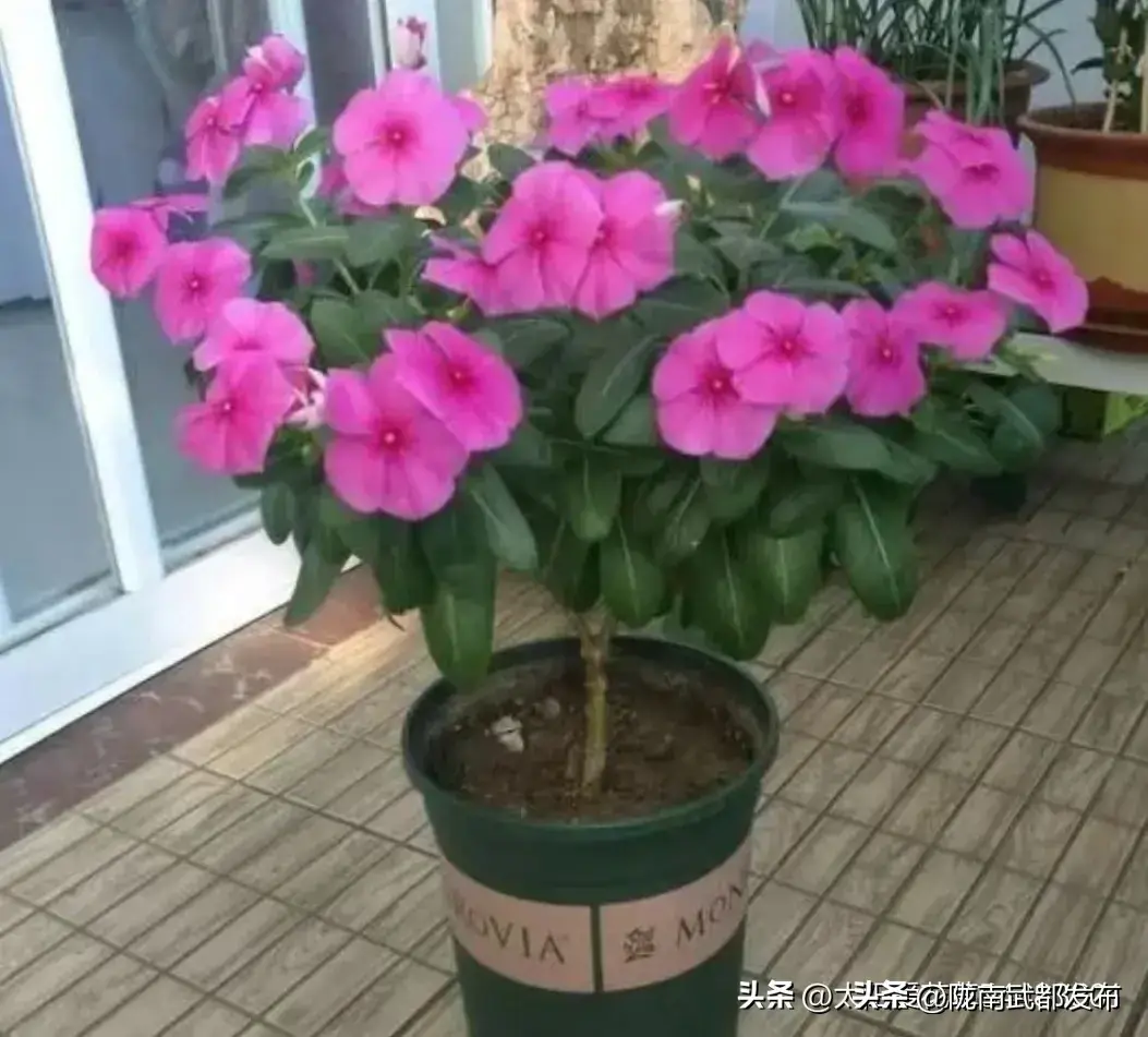 四季开花好养活又好看的花盆栽有哪些