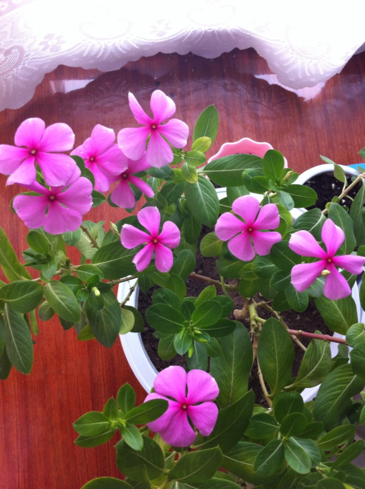 长春花什么时候开花