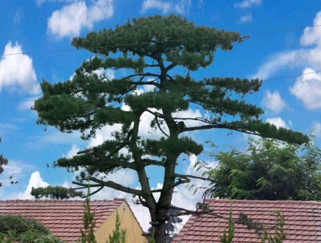 房后栽什么树风水最好