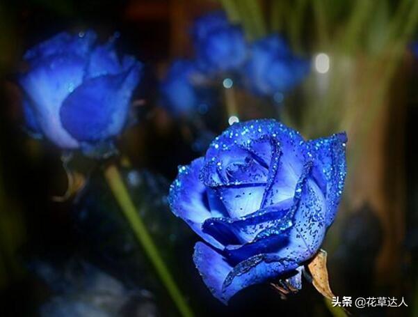蓝色妖姬花代表什么含义和寓意