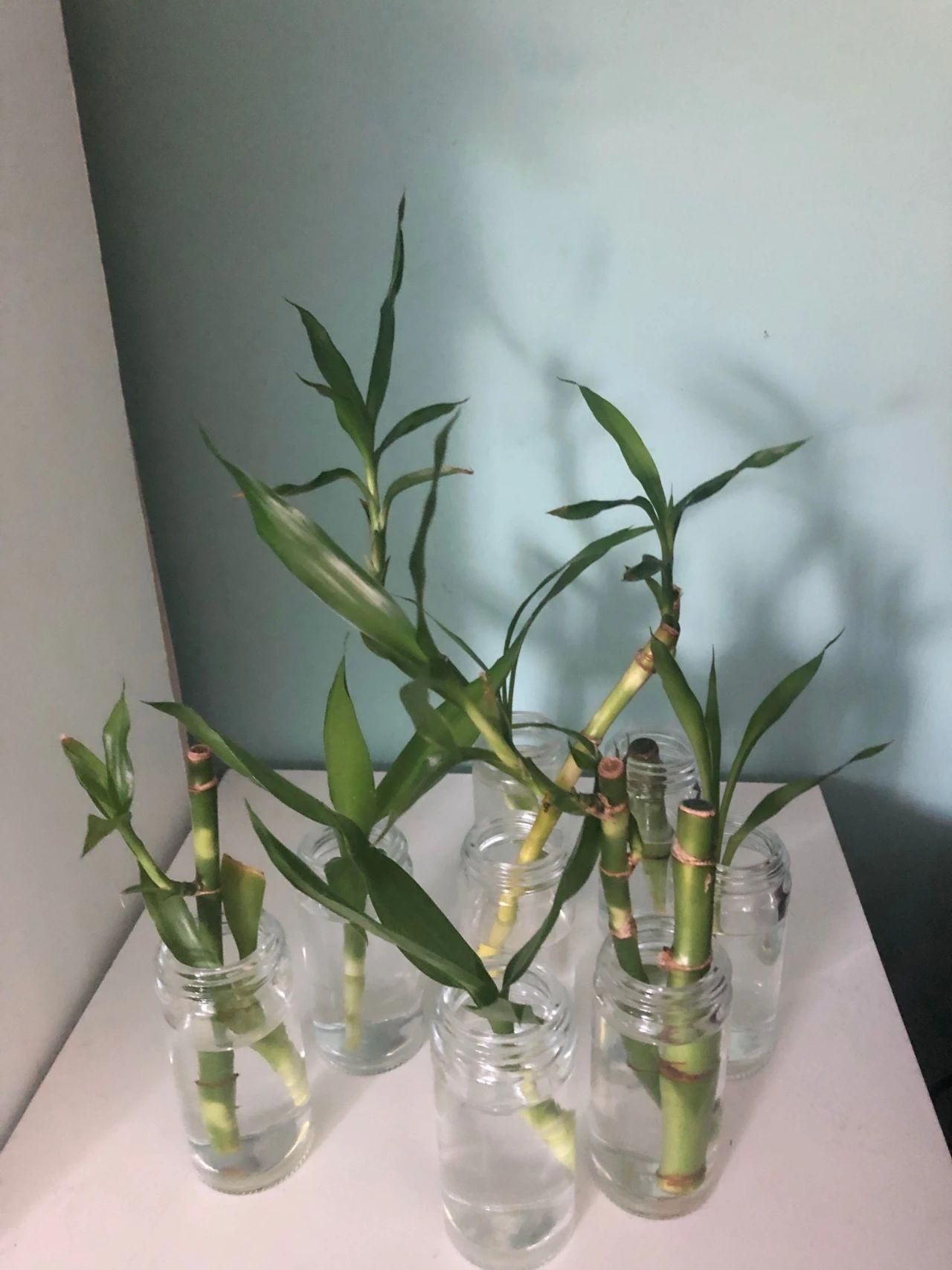 富贵竹剪下的杆能用水养活吗