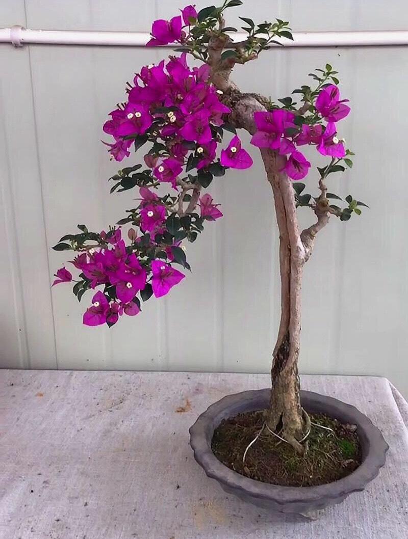三角梅怎么修剪开花