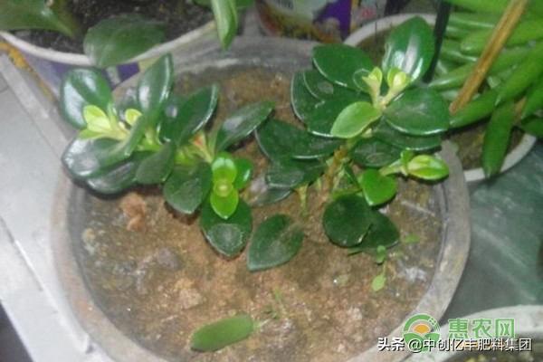 金鱼吊兰几月份开花