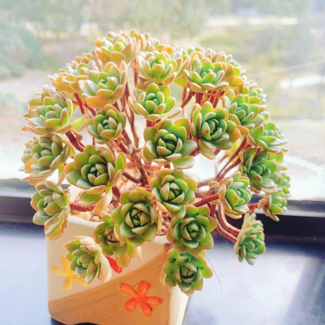 多肉类植物应该怎样照顾好