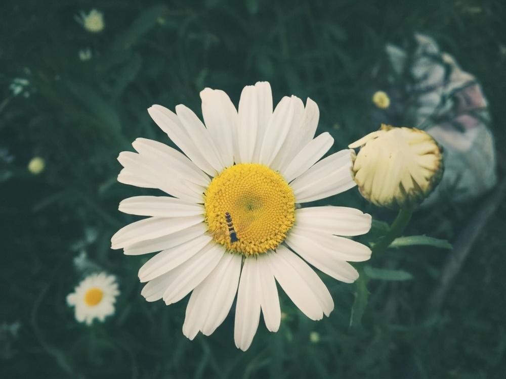 雏菊怎么养才能更旺盛