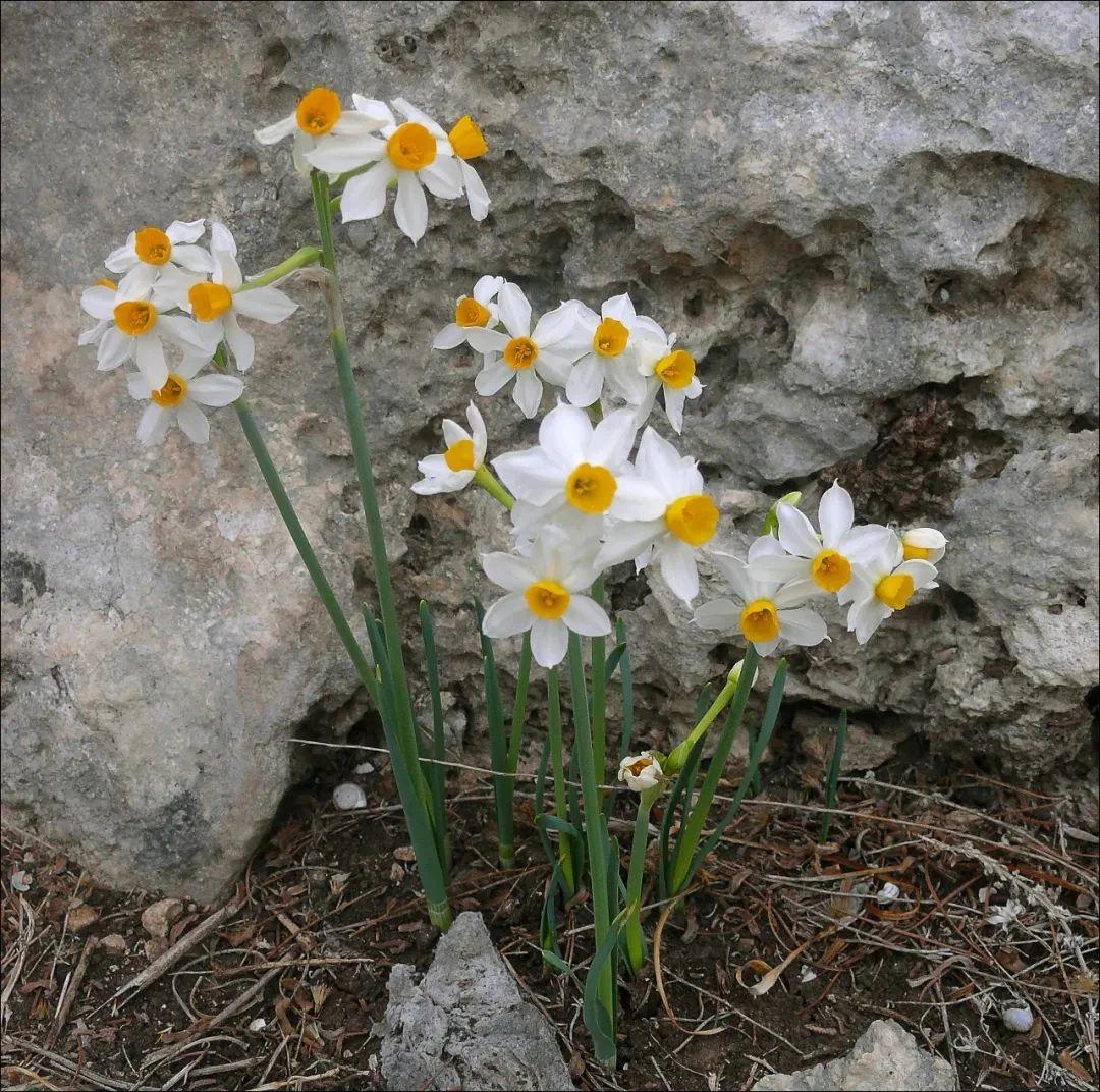 迎春花品种排名大全