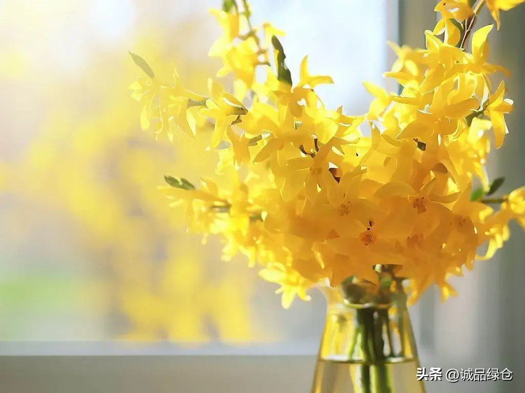 迎春花什么时候开花