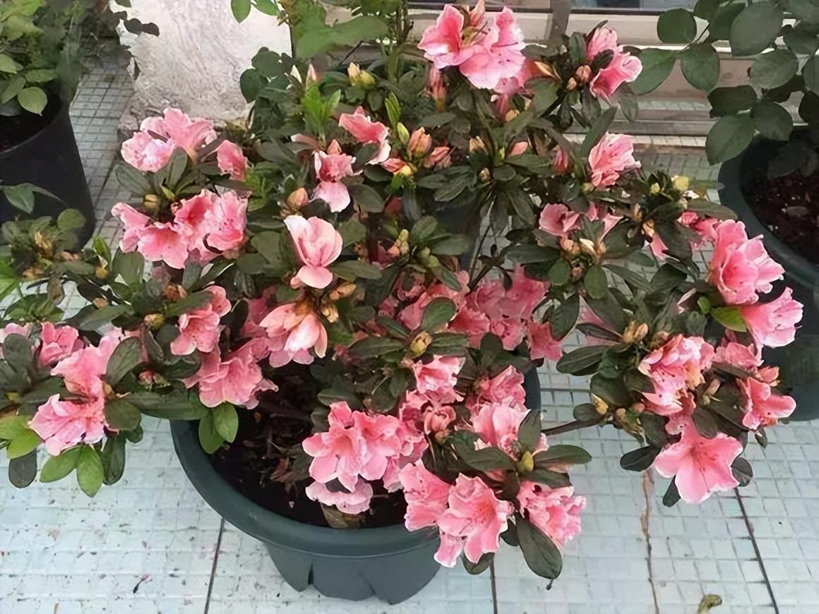 家里为什么不放杜鹃花
