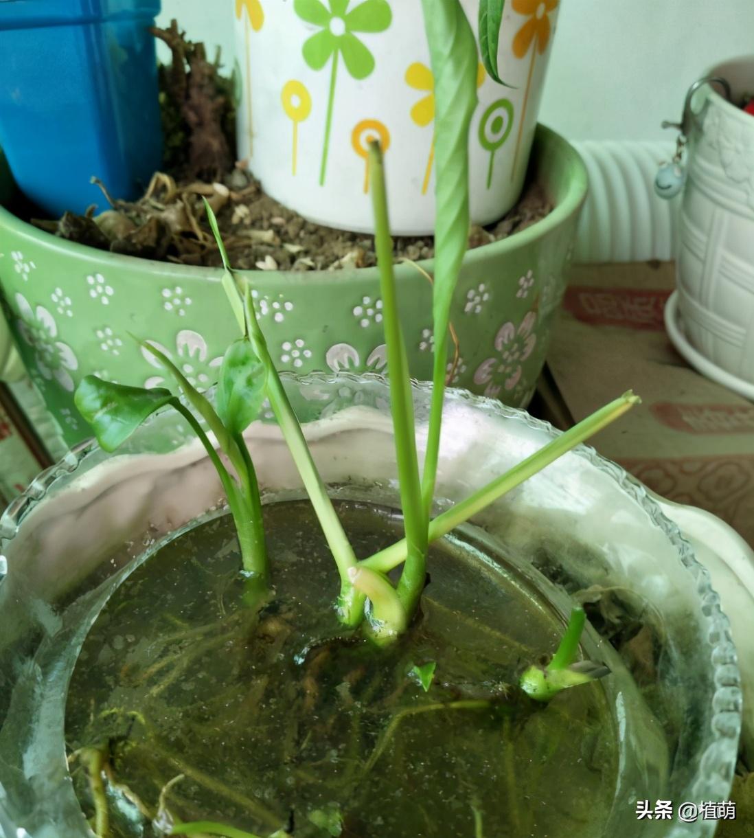 白掌水养好还是土养好
