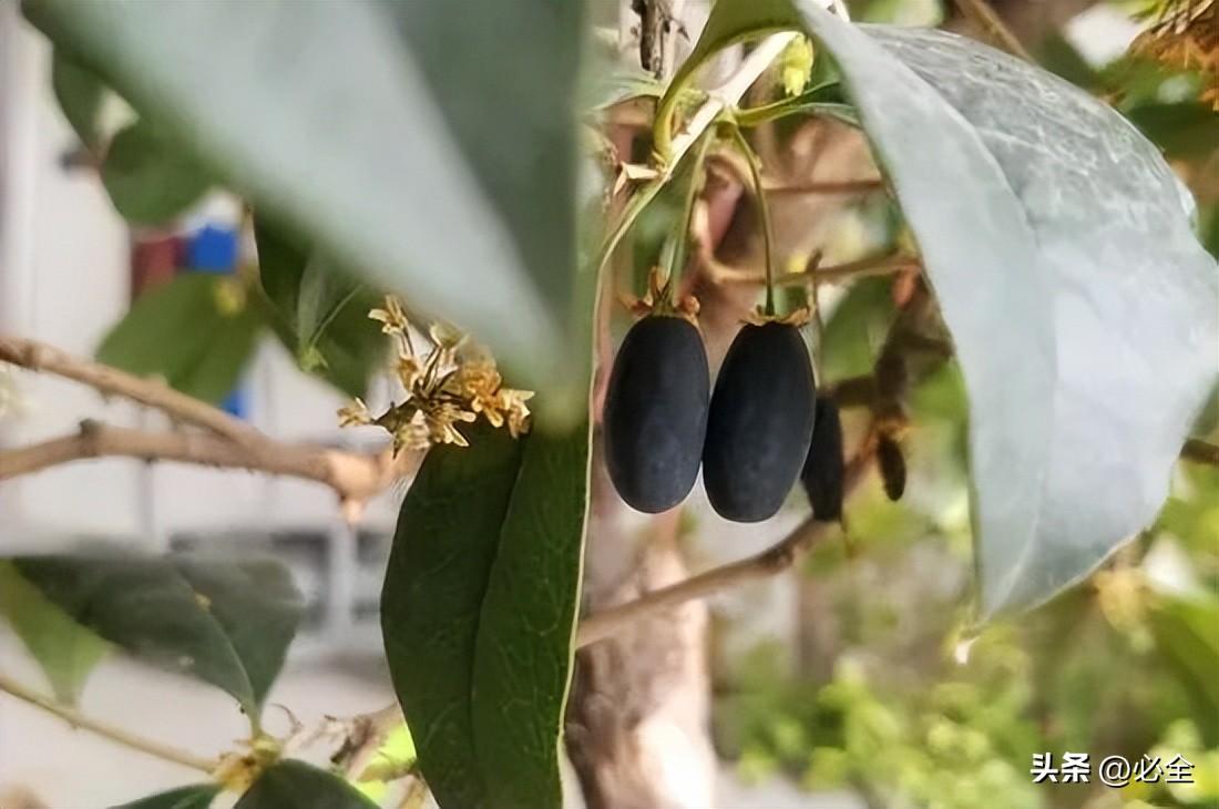 朱砂桂和金桂哪个好看