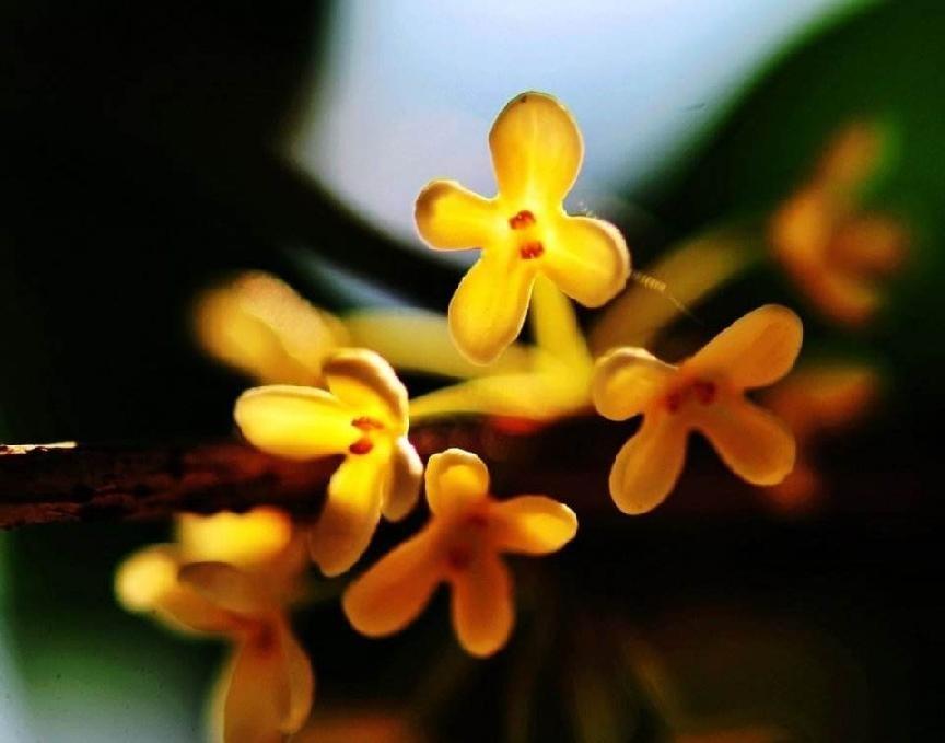 桂花树为什么不能栽在家里