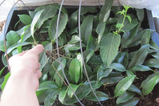 桂花种植培育方法有哪些