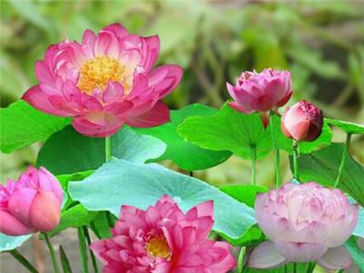 碗莲需要泥土吗怎么养