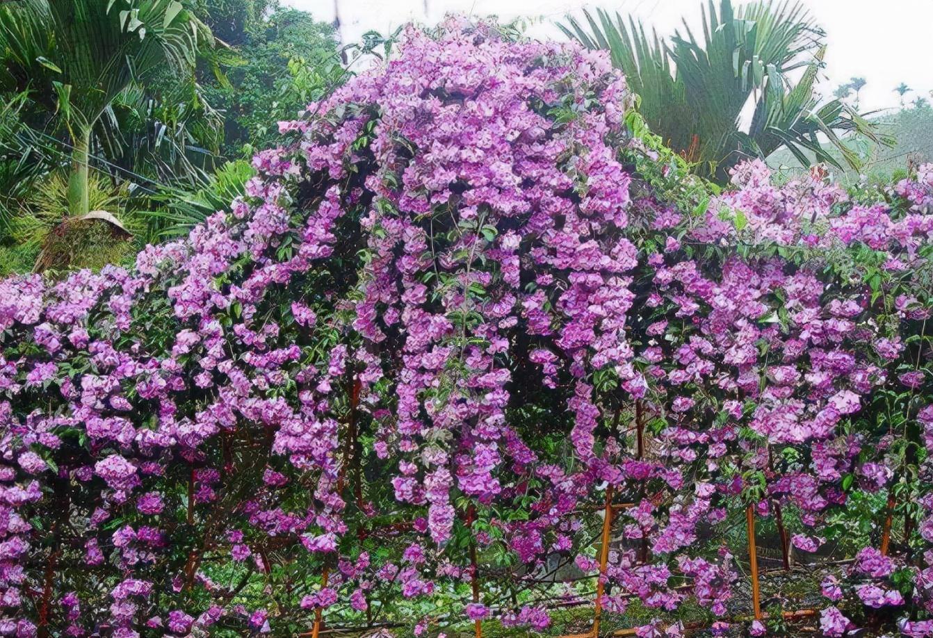 藤蔓花卉有哪些