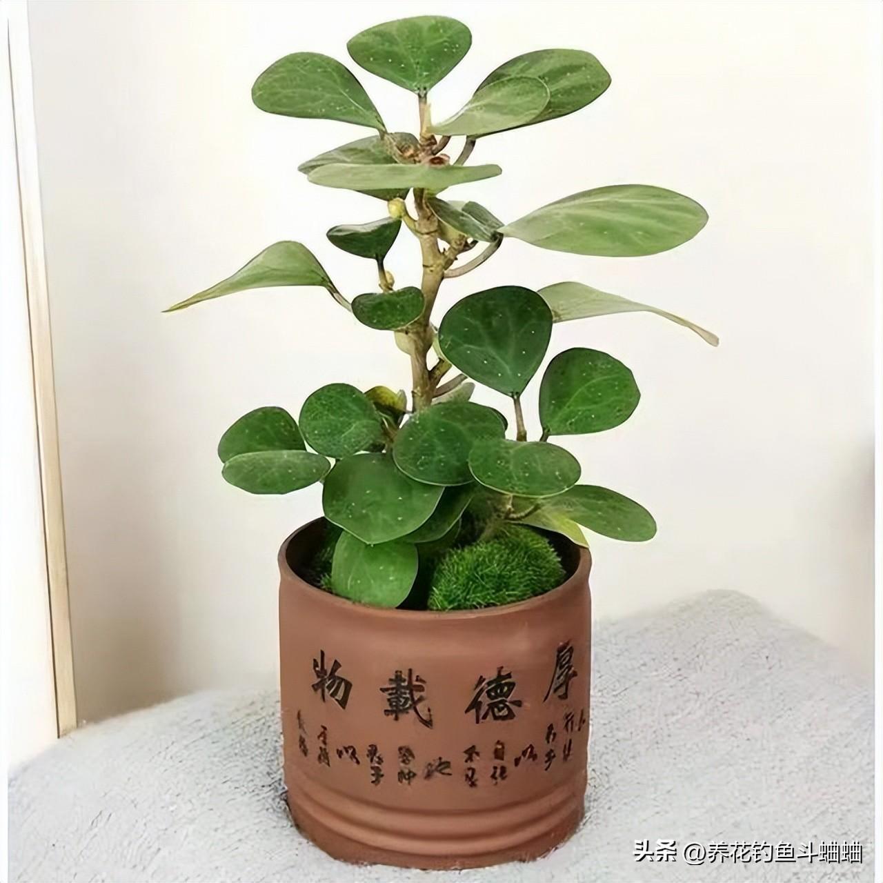 小盼菩提树怎么养才长得好