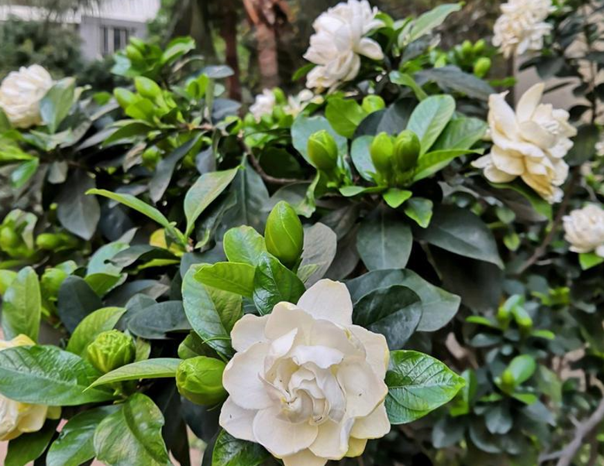 栀子花能种在家里吗