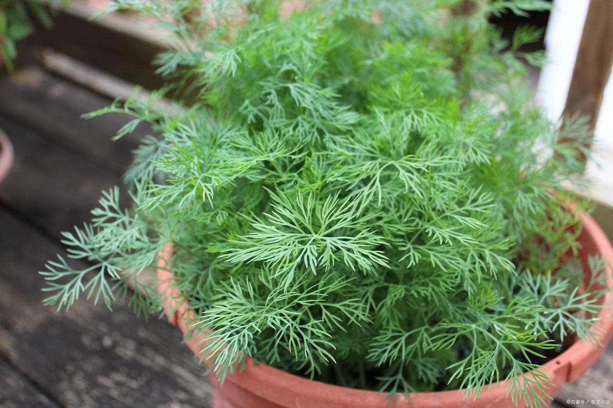 文竹开花寓意和象征是什么