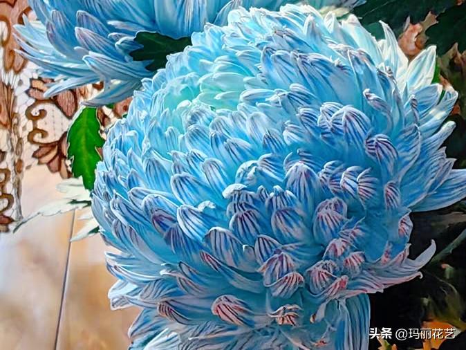 牡丹菊的花语和寓意