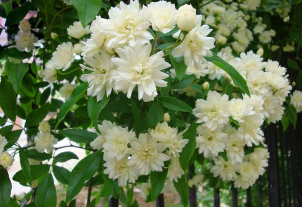 木香花花期多长