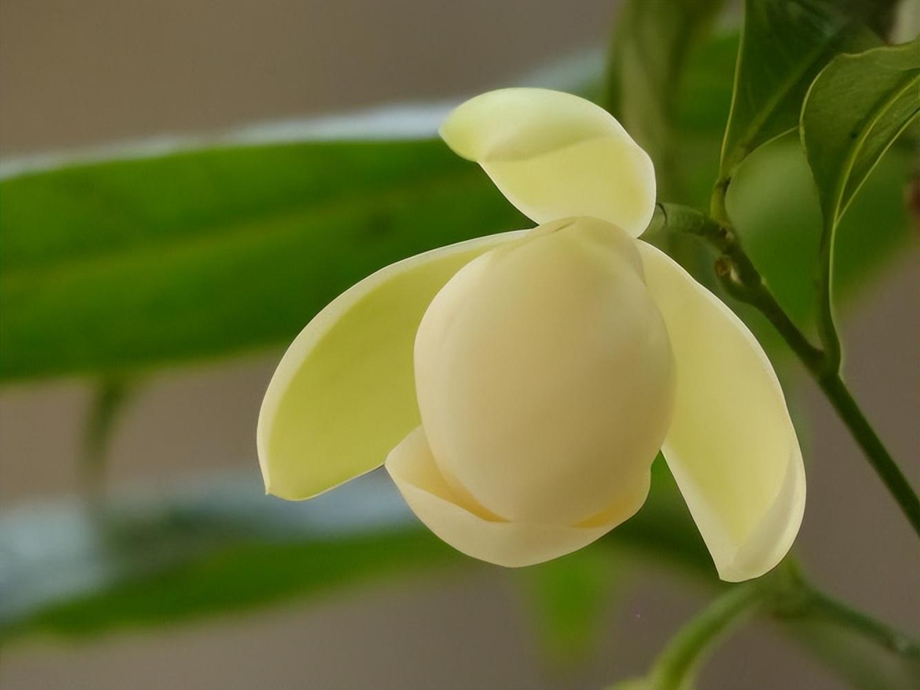 花期最短的花排名榜