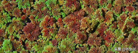 水芙蓉和水葫芦哪个净化水质好