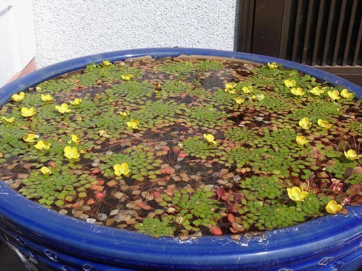 家里适合养什么水生植物好