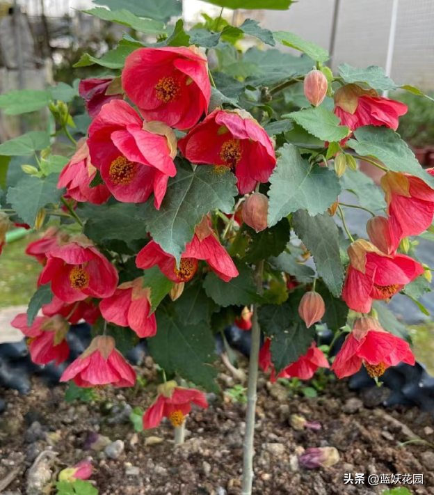 悬铃花花期时间