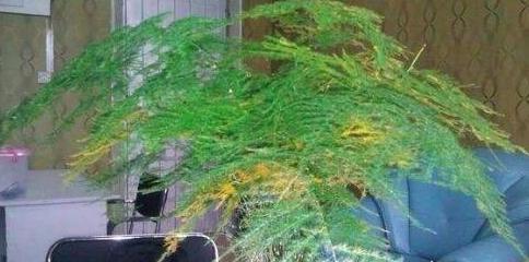 怎样养文竹盆景好看