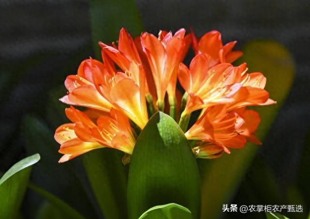 卫生间放什么植物旺风水最好