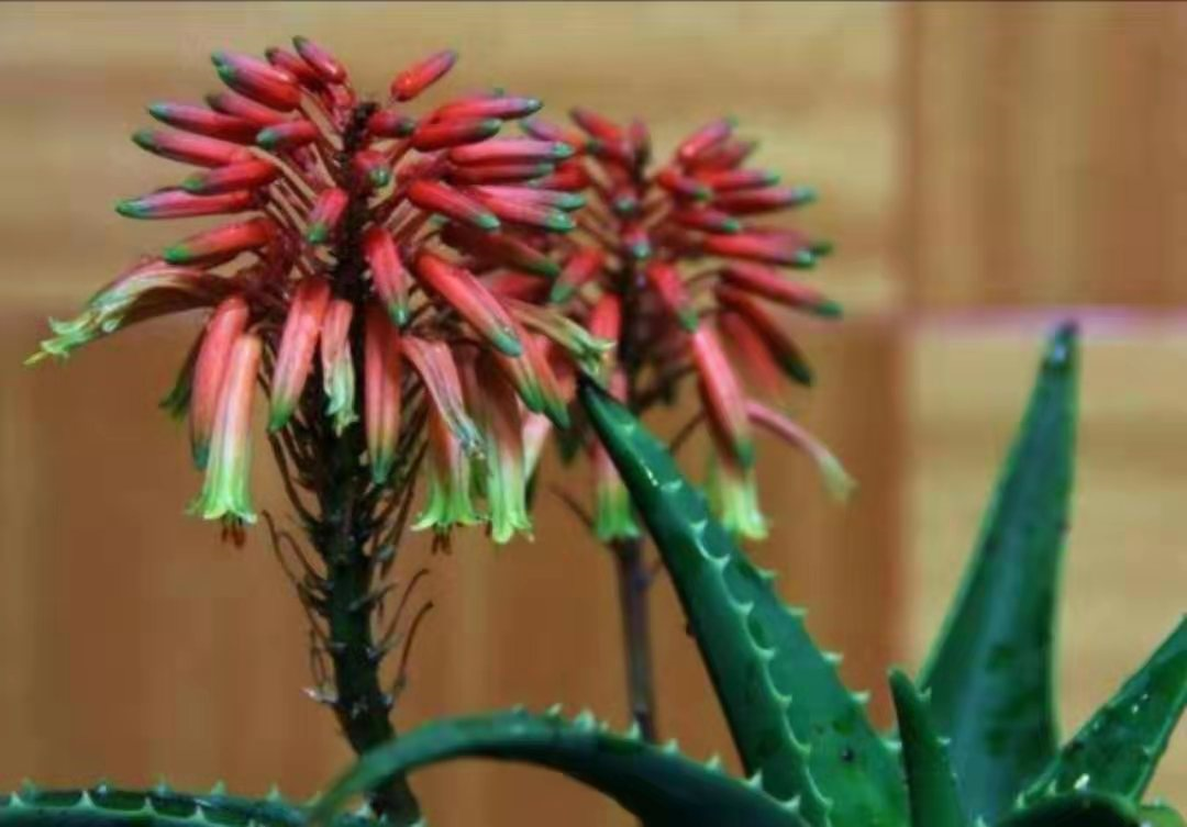 芦荟开花了是怎么回事