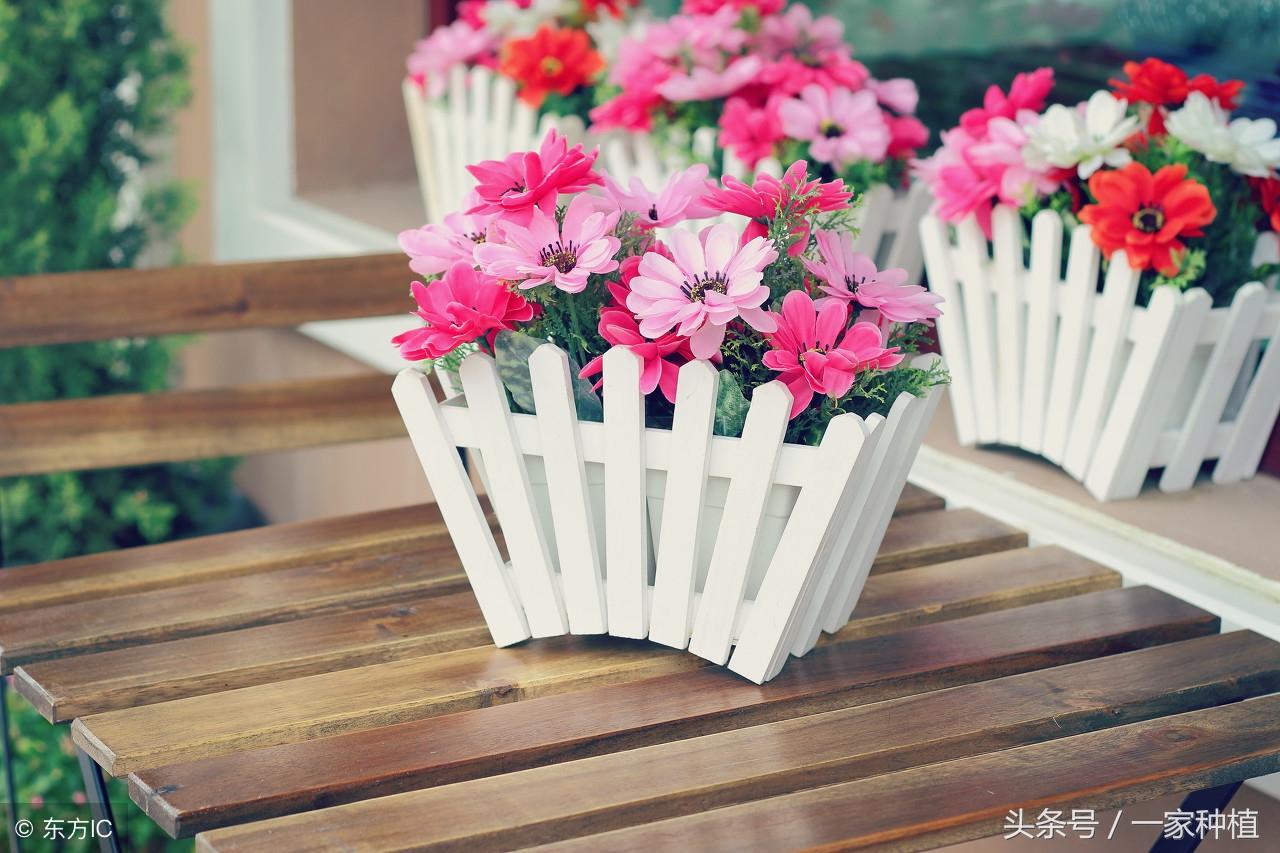 家里不能放假花有什么讲究