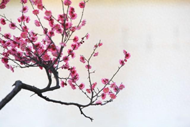 梅花开在什么季节开放