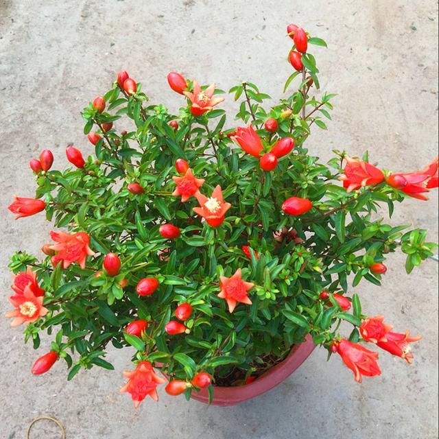 寓意好的花有哪些品种