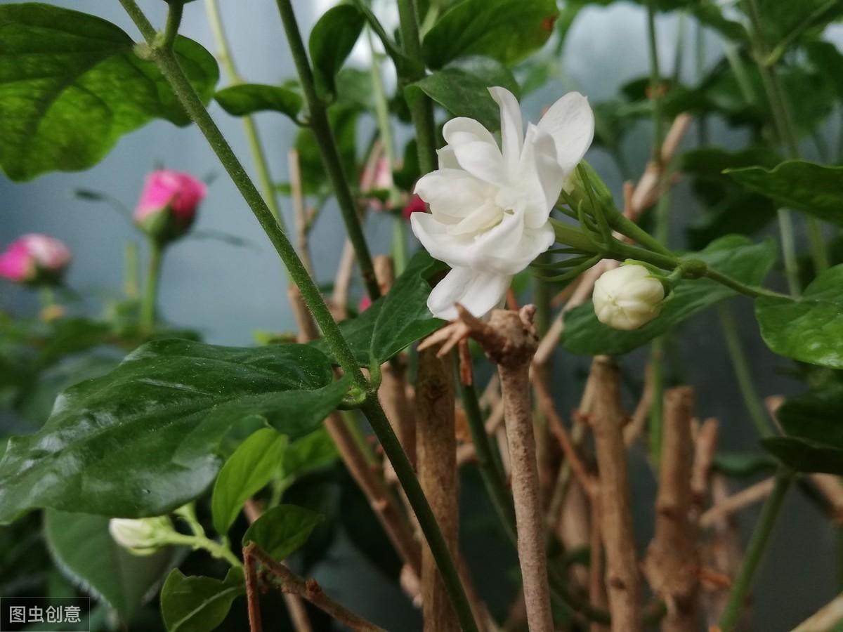 花卉用什么肥料长得快一点