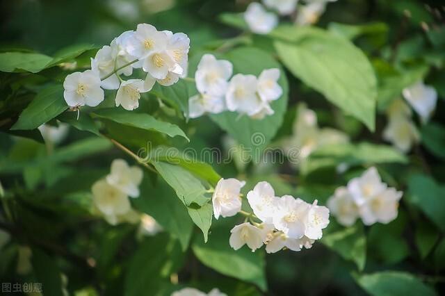 家里养茉莉花好吗