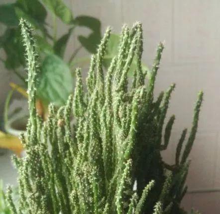 招财手仙人掌开花吗