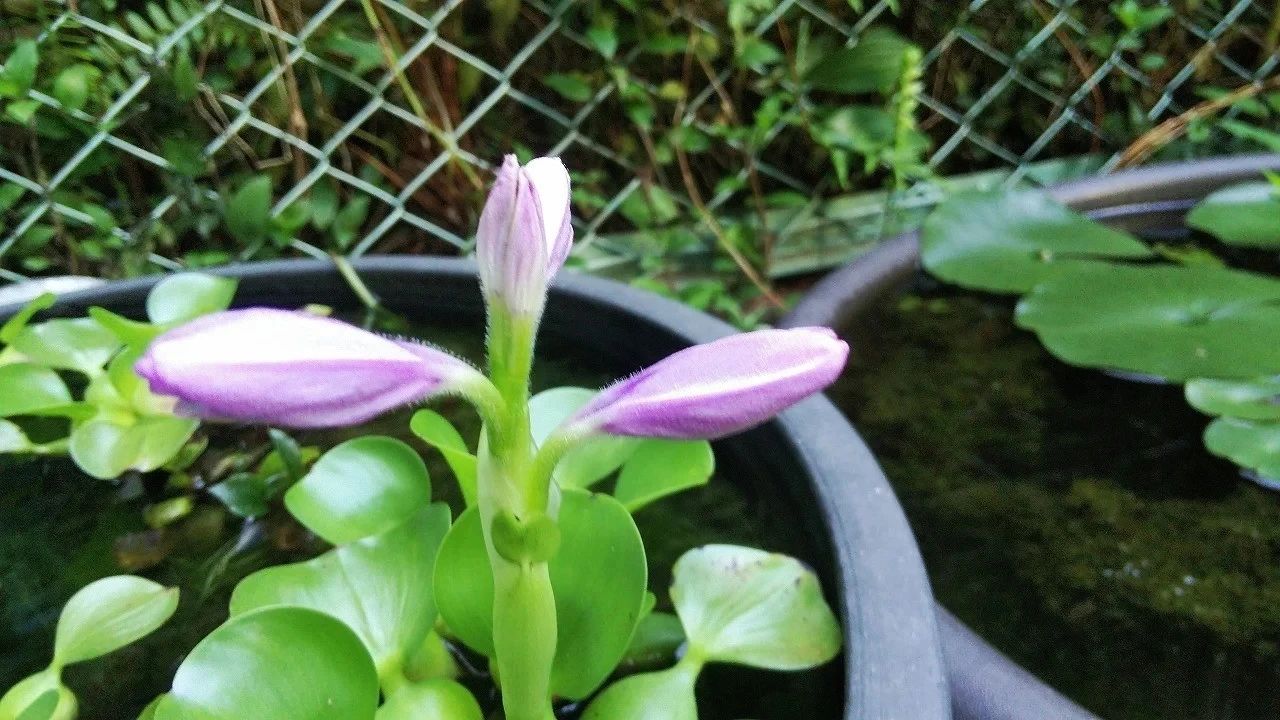 家里适合养什么水生植物好