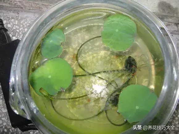 种植碗莲的方法和技巧