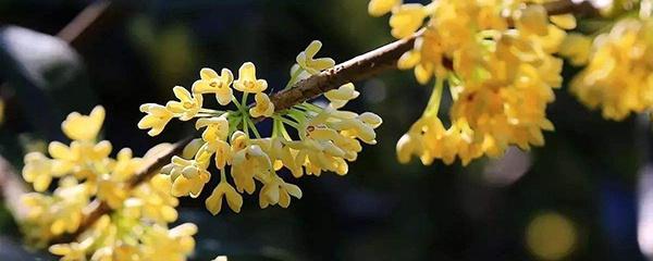 桂花嫁接方法图解