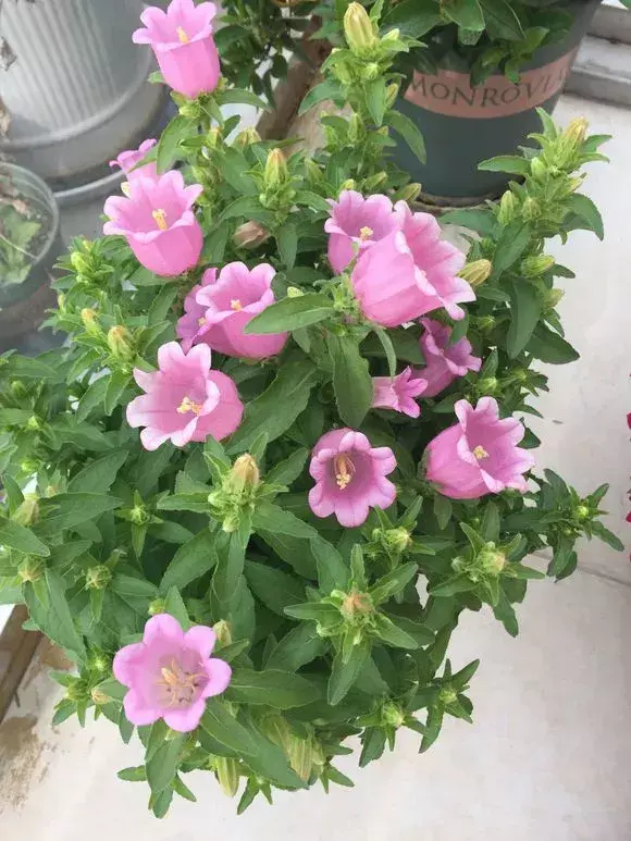 风铃草是一年生还是多年生植物