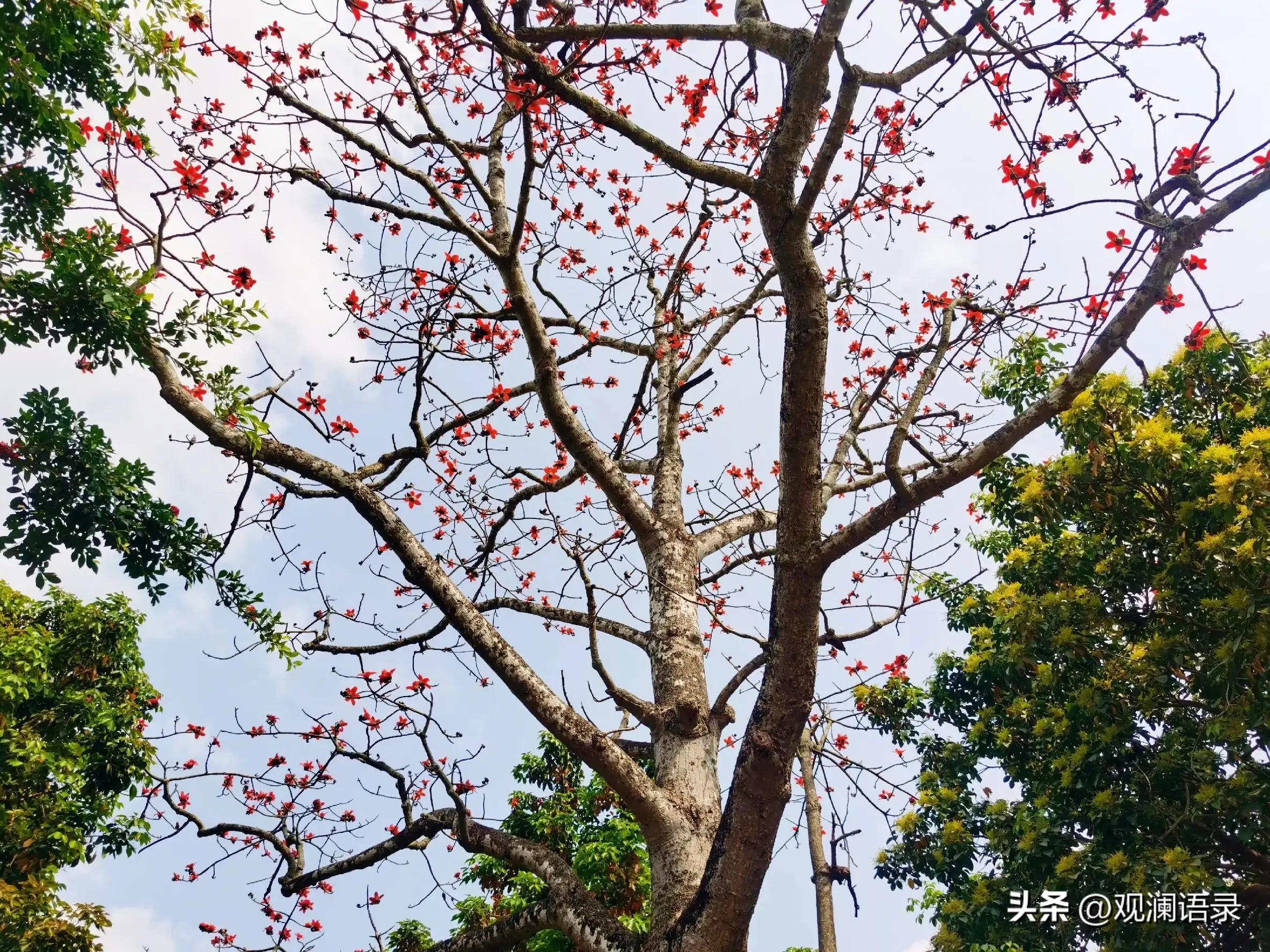 粉色木棉花的花语是什么