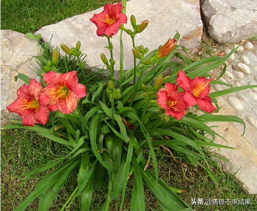 紫藤花种子有毒吗