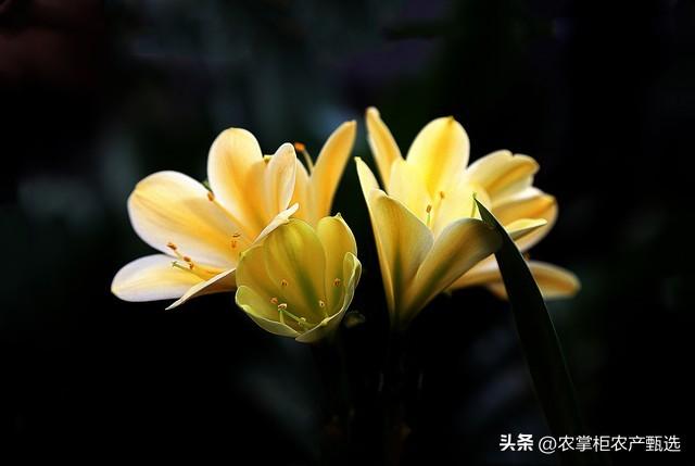 卫生间放什么植物旺风水最好