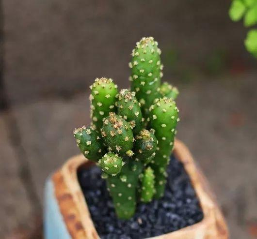 招财手仙人掌开花吗