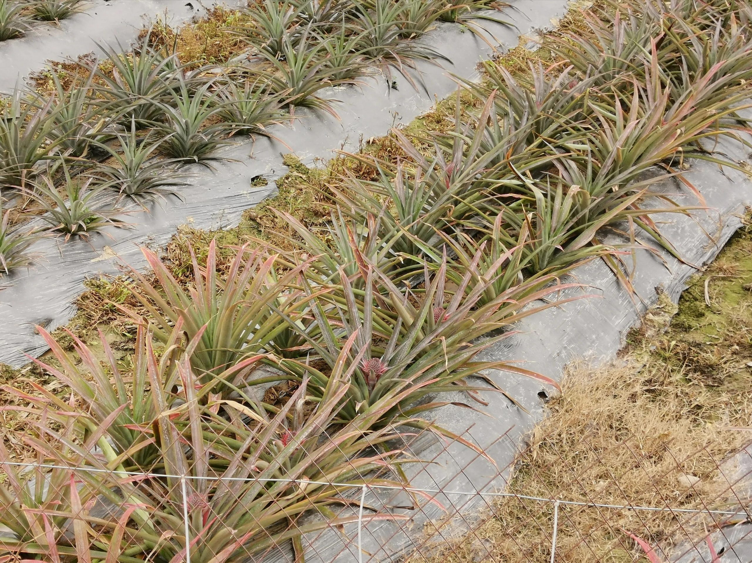凤梨种植多久才结果