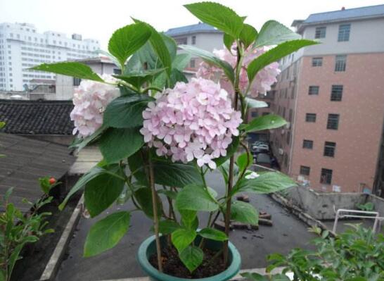 绣球花扦插最佳时间和方法