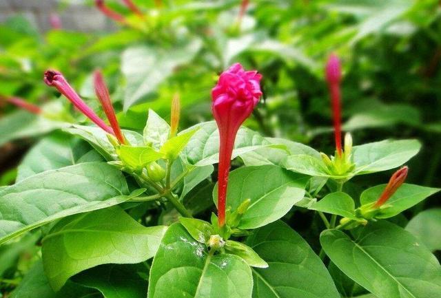 紫茉莉几点开花