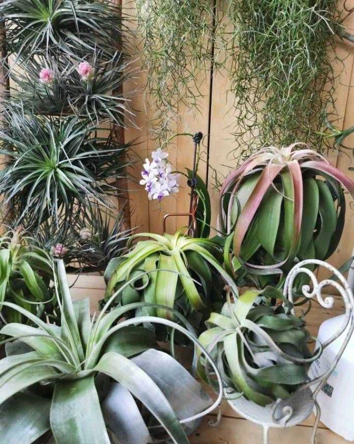 空气凤梨花怎么养殖